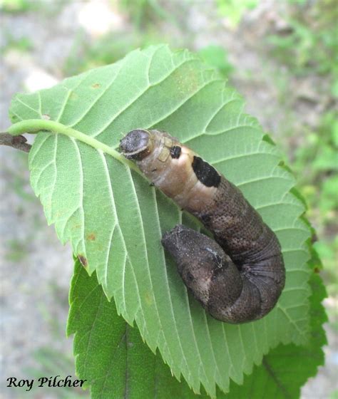 summer wanted to spend a hot day inside – hermit moth